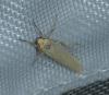 Eilema sp.